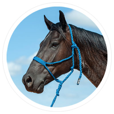 Up to 25% Off Horse Halters - Shop Now