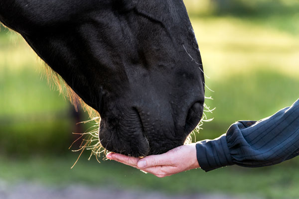 Horse Treats - Shop Now