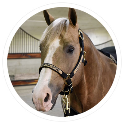 Save $10 on Personalized Horse Halter - Shop Now