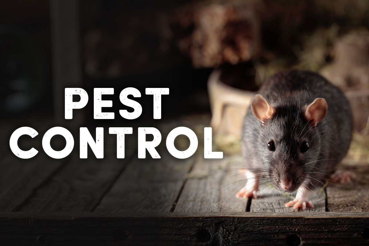 Pest Control - Shop Now