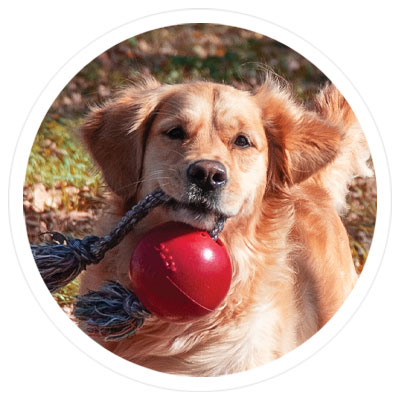 Up to 20% Off Dog Toys - Shop Now