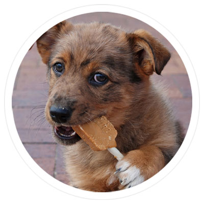 Up to 20% Off Dog Treats - Shop Now