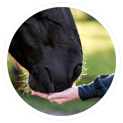 Up to 15% Off Horse Treats - Shop Now