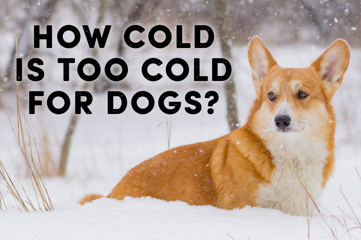 How Cold Is Too Cold for Dogs - Learn More