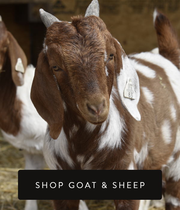 Shop Goat and Sheep