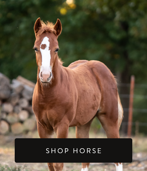 Shop Horse