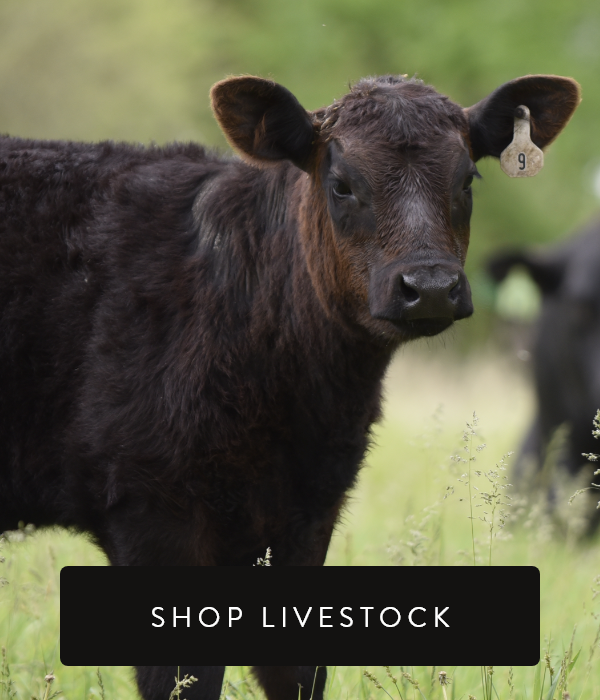 Shop Livestock