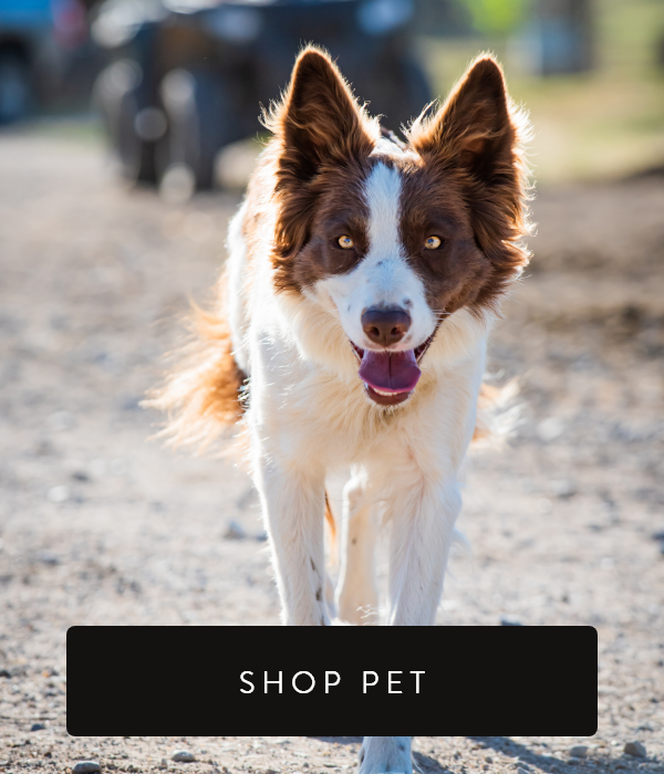 Shop Pet